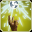 Bane_Flare_icon.png